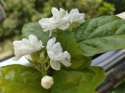 門口種茉莉花好嗎|新手種植茉莉花，只要牢記養護「口訣」，花爆滿盆、。